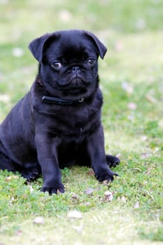Pug