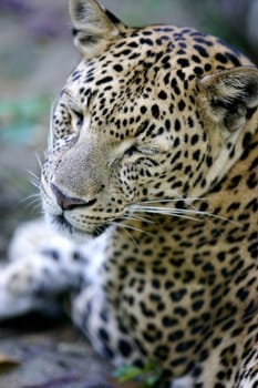 Leopard