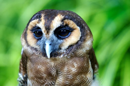 Barred Owl