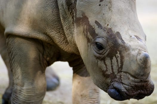 White Rhinoceros
