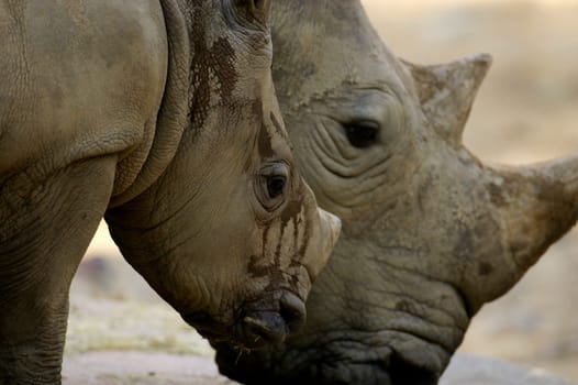 White Rhinoceros