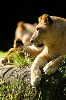 Lion