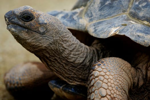 Giant Turtle