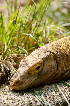 Komodo Dragon