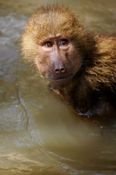 Hamadryas Baboon