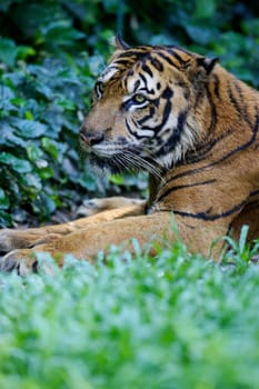 Malaysian Tiger