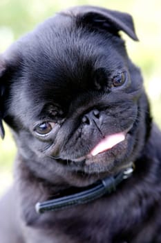 Pug
