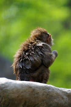 Hamadryas Baboon