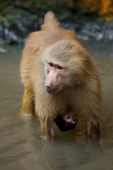 Hamadryas Baboon