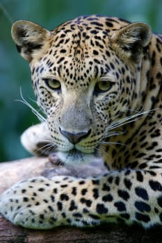 Leopard