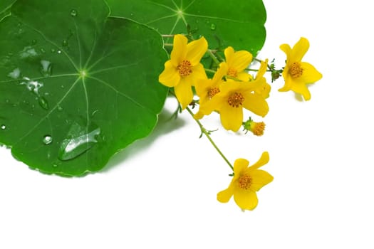Beautiful yellow flowers and wet green leaves isolated on glass table