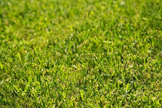 Lush Green Backlit Grass Background Image.