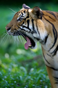 Malaysian Tiger