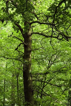 Tree with branches and lush green leafs