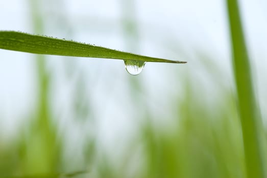 green grass with waterdrop and shallow depth of field, reflection of the surroundings in drop