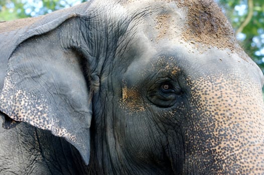 Asian Elephant
