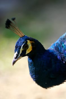 Indian Black Peacock