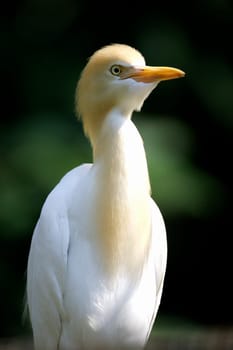 Cattle Egret