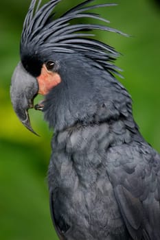 Palm Cookatoo