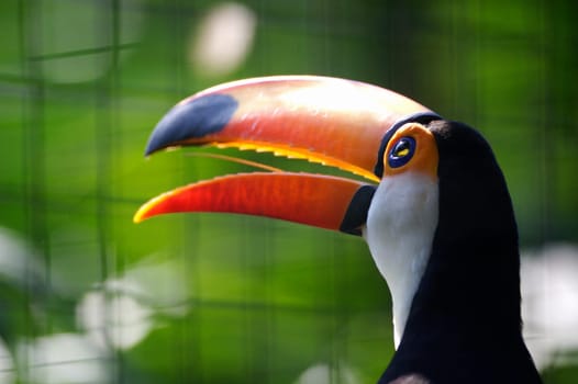 Toco Toucans