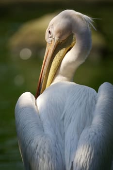 Pelicans