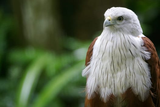 Brahminy Kite
