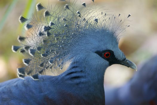 Victorian Crowned Pigeon