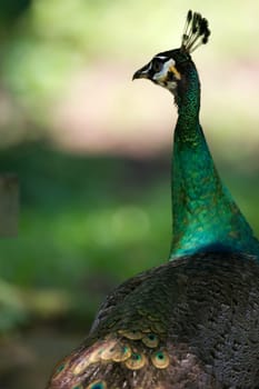 Indian Black Peacock
