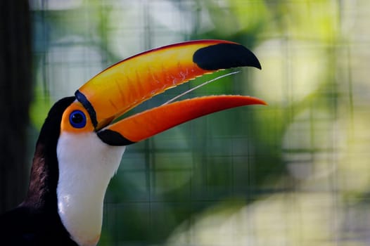 Toco Toucans