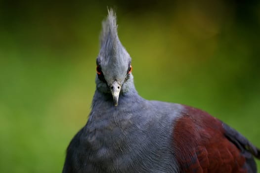 Victorian Crowned Pigeon