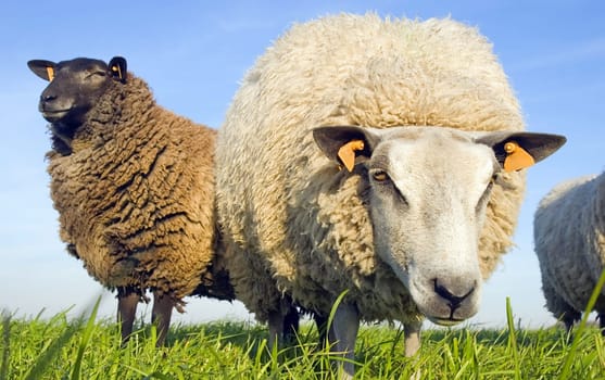 Sheep on grass with blue sky. One brown, one white looking at the lens