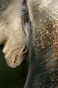 Asian Elephant