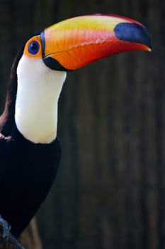 Toco Toucans