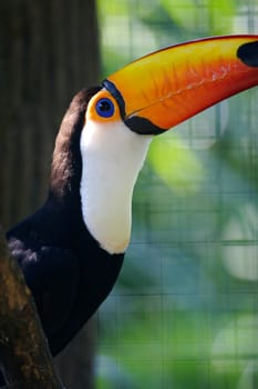 Toco Toucans