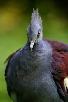 Victorian Crowned Pigeon