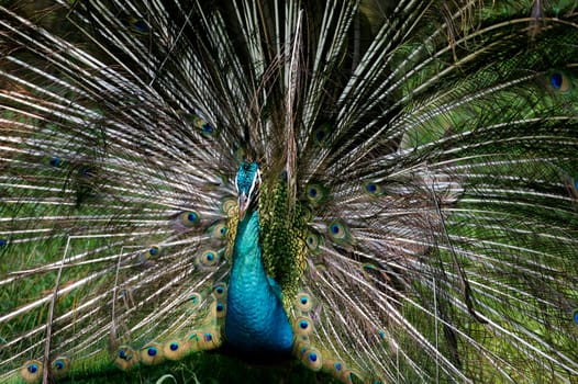 Indian Black Peacock