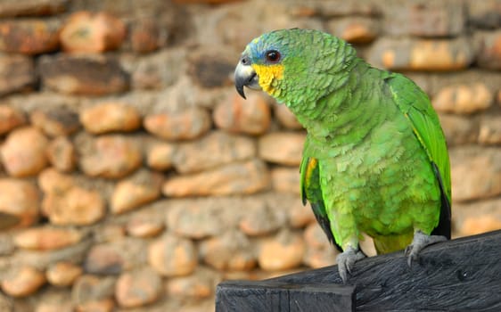 green yellow parrot looking to the left, space for text