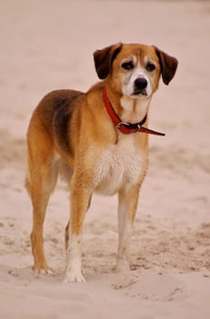The Dog