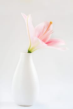 Pink flower in vase on white background