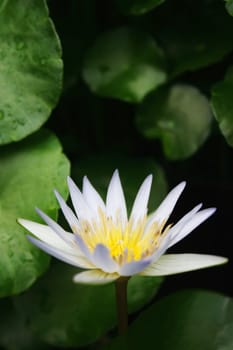 A white water lily with water drops.