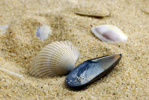 sea shells on golden sand  differential focus