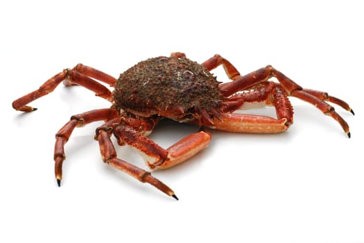 French spider crab from brittany on a white background