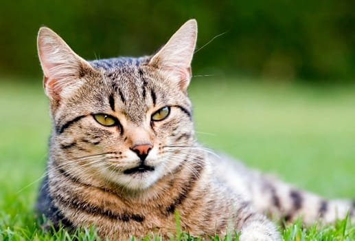 Home cat in the garden