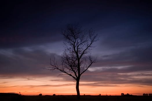 sunset with a tree