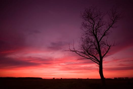 sunset with a tree