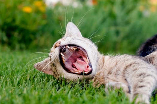 Home cat in the garden