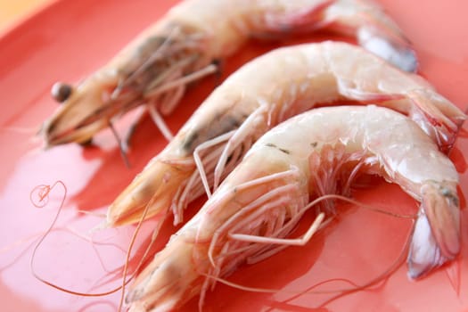 shrimps
