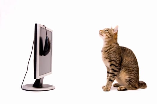 Home cat are surfing on the Internet