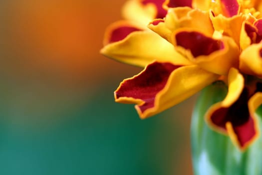 flower in the garden