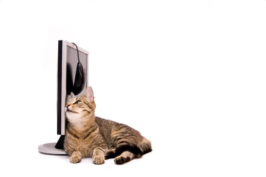 Home cat are surfing on the Internet